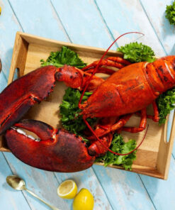 10 lb - 15 lb Live Canadian Lobster