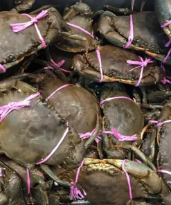 Mud Crab
