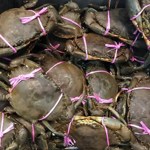 Mud Crab